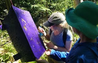 Emerald Ash Borer surveillance