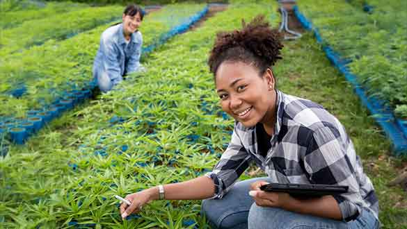 Woman scientifically examining cannibis leaves