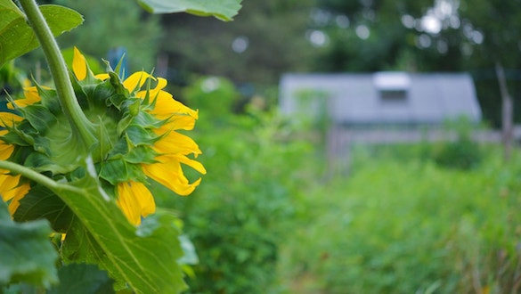 Sunflower in the garden