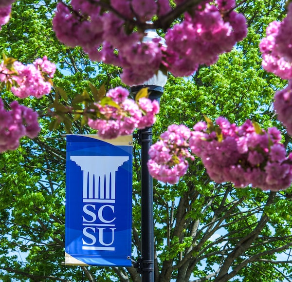 SCSU flag by tree