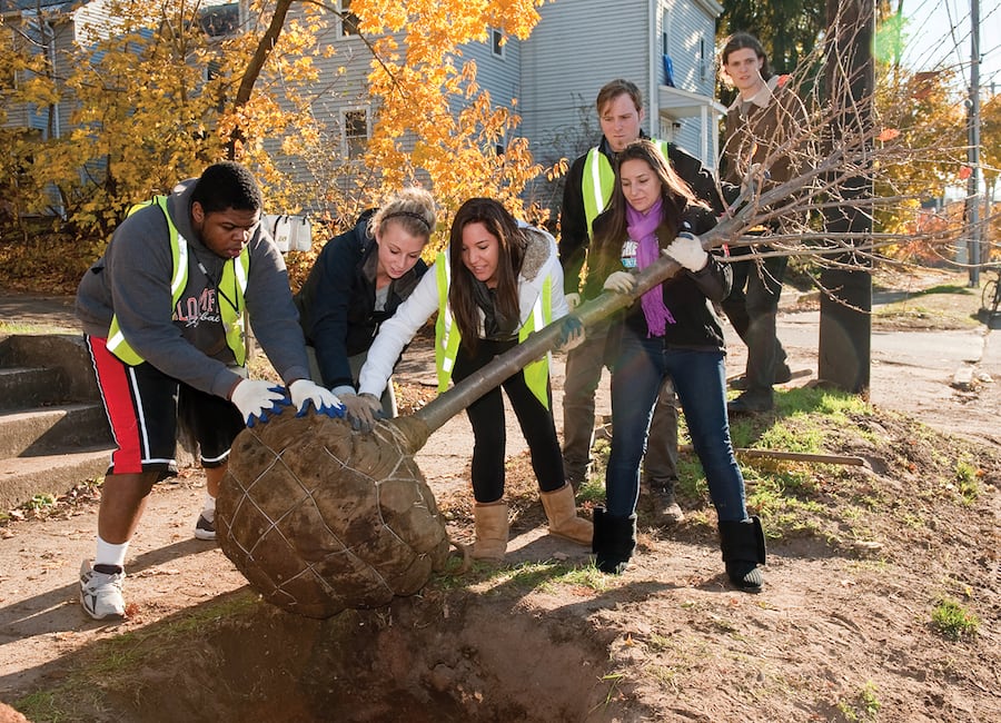 Students planting a tree